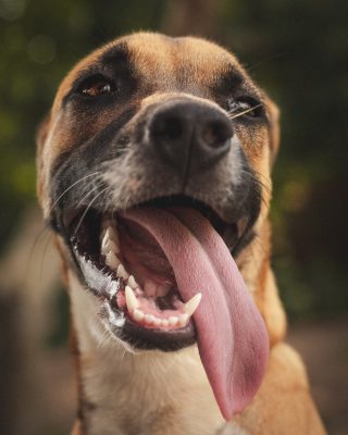 ¿Cómo mantener una buena higiene dental en perros? 1